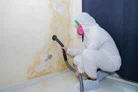 Professional Mold Remediation in Wekiwa Springs, FL